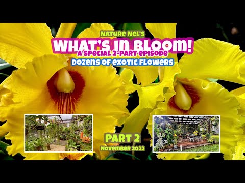 Part 2 of my greenhouse tour. There are so many orchids blooming I had to split it into parts.