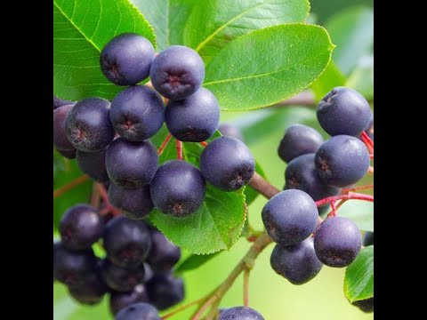 Aronia czas zbioru... obfite zbiory...Aronia właściwości zdrowotne... 09.09.2021.