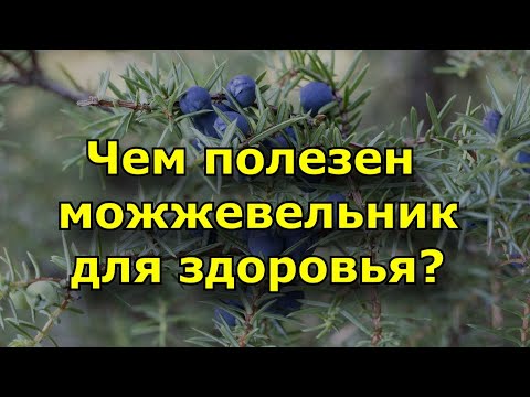 Чем полезен можжевельник для здоровья. Можжевельник полезные свойства