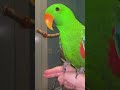 Maestro the Eclectus Parrot creates a flight plan this can be a complex task but he is a clever bird