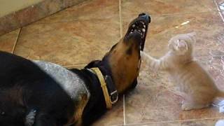 Doberman and Kitten playing