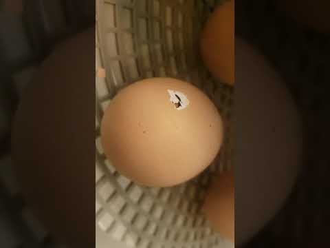5-6 hrs after pip hole noticed. Chicken eggs