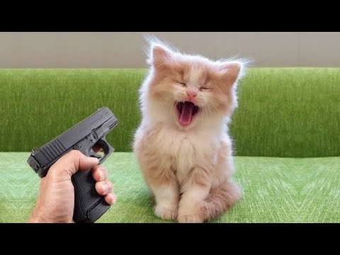 Funniest cats and dogs 😺😸 part 5