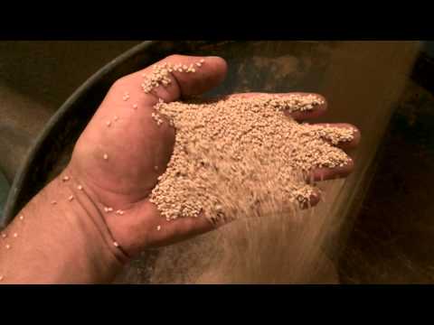 Parsnip Seed Cleaning Plant