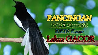 Download lagu SUARA KACER PEMANCING – BIKIN KACER BAHAN LANGSUNG NYAUT GACOR! mp3
