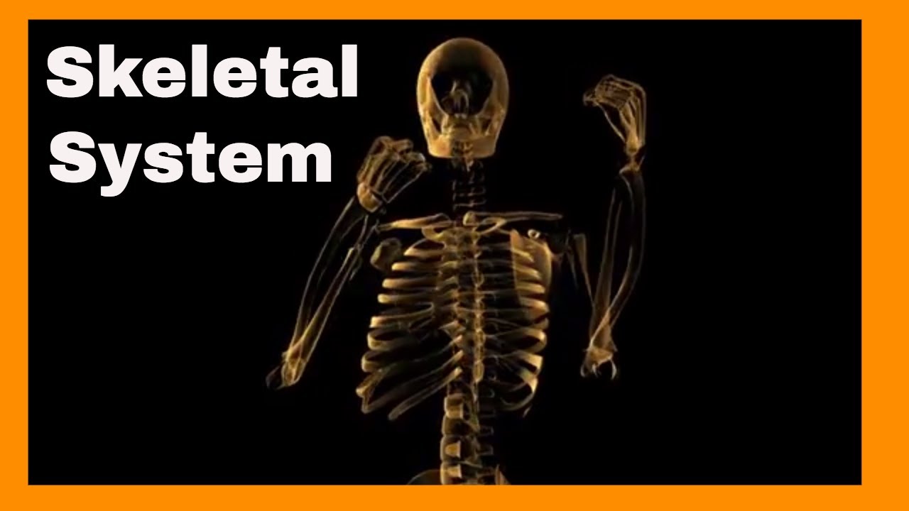What is importance of skeleton? More REF