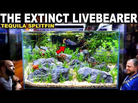 The Extinct Livebearer Tank: Tequila Splitfin Aquascape Tutorial