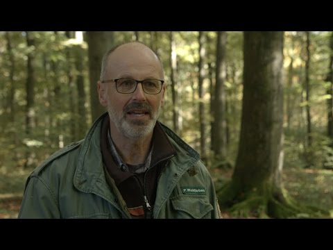 Trailer-Vorschau: Intelligente Bäume