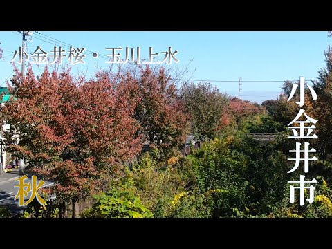 【空から見る】小金井市PR「秋の小金井桜・玉川上水」Cherry Blossom at Koganei