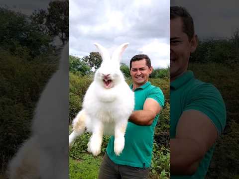 , title : 'Giant Rabbit/ Coelho Gigante de Flandres #rabbit #giantbunny #bunny'