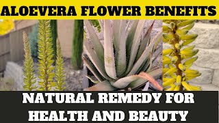 Unlocking Aloe Vera Flower Benefits: Natural Remedies for Health & Beauty!