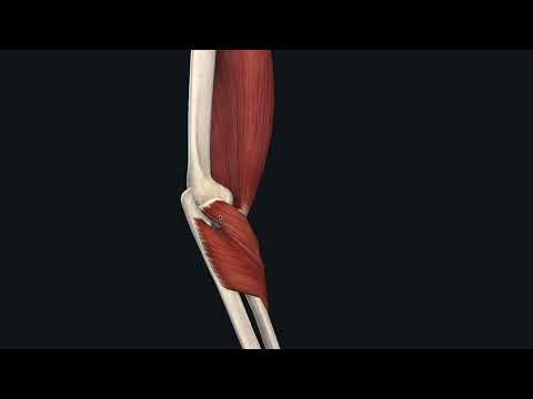 Elbow Functional Anatomy for Students