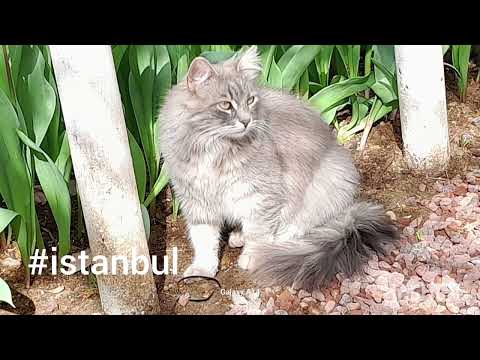 #cat #animal #istanbul #istanbulturkey