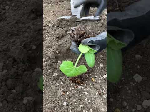 ズッキーニの苗が黄色いのはなぜですか?葉が黄色くなる5つの一般的な原因とその対処法  庭園