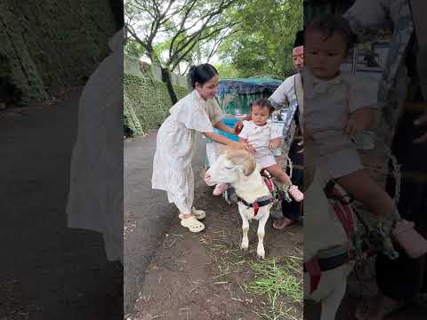 GRACELINE TAKUT NAIK KAMBING DOMBA #youtubeshorts #funny #karnavalparty #fun #cute #cutebaby #animal