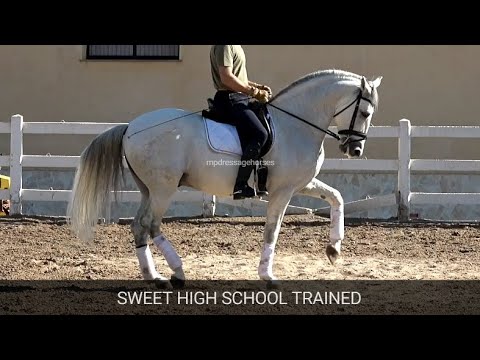 Andalusian PRE Stallion 2014 - 1,61 cm (#MP679)