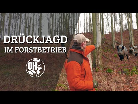 Wild boar in the beech forest | Driven hunt in the local forestry operation