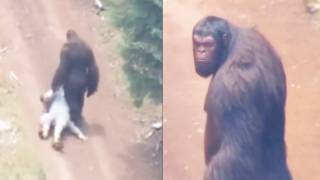 Deleted Internet Videos Someone Doesn't Want You to See
