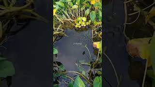 Download lagu SEPERTI MANCING DI AQUARIUM,#shortvideo#fishing mp3