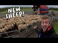 We bought 184 pregnant Ewes!!