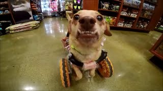 Daisy Underbite Visits Kriser's Natural Pet Store