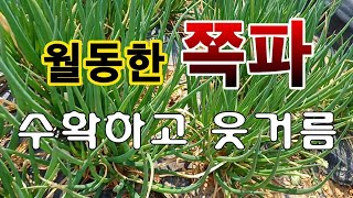 [텃밭농부.939]  월동한 쪽파 수확하고 웃거름 #쪽파재배