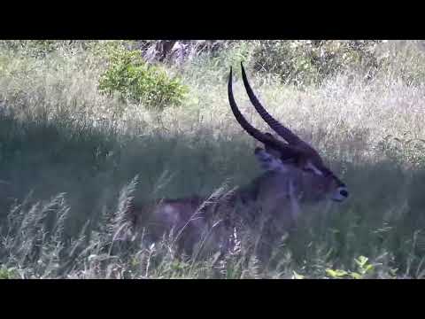 Djuma: Waterbuck bull resting - 13:28 - 01/14/2023