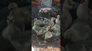 Download lagu Suara Anak Angsa  #angsa #goose #duck mp3