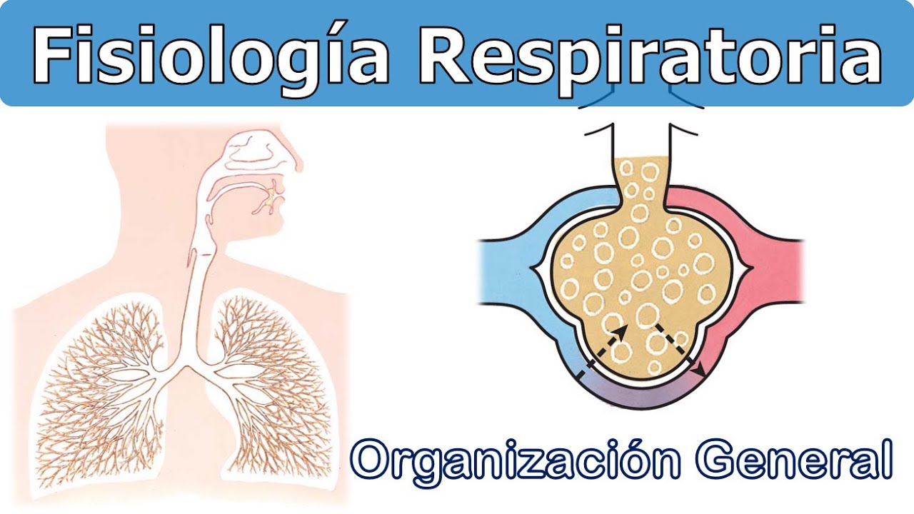 GENERALIDADES - FISIOLOGÍA RESPIRATORIA
