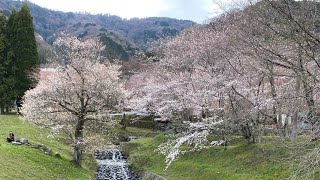 Cherry Blossoms in Kamagatani Valley. (霞間ヶ渓)