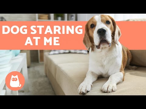 YouTube video about: Why is my dog looking around frantically?