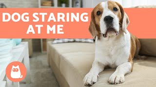 Why Is My DOG STARING at Me? 👀🐕 (4 Common Reasons)