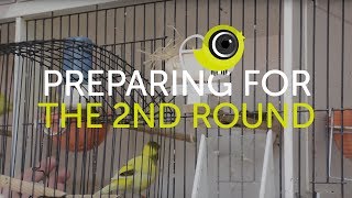 Preparing Birds for the Second Round of Breeding | The Canary Room Top Tips