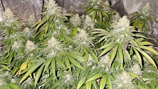 Amnesia haze Indoor planting       (royal queen seeds)   4k60fps #1