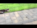 Mousehunt Cat Catching Mouse