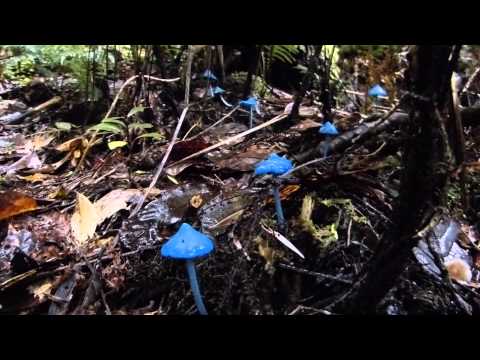 BLUE MUSHROOMS! Entoloma hochstetteri - New Zealand Special