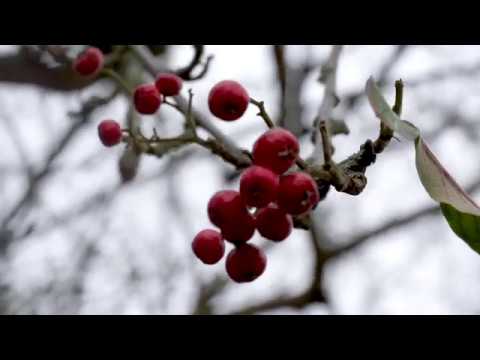 A Walk in the Park - Carshalton Ponds