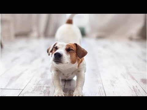 犬が床をひっかく – 原因と対処法