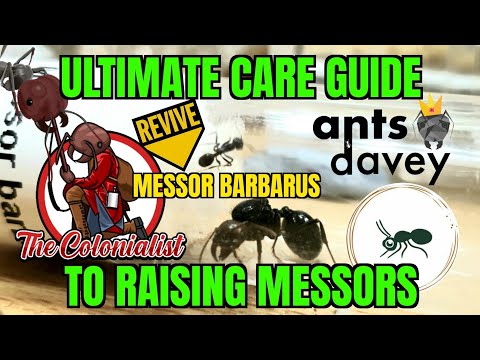 Mravec žatevný (Messor barbarus) — video o chove a starostlivosti