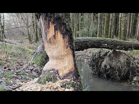 25 Entailles de castor - Vom Biber angenagter Stamm - Trunk gnawed by beavers