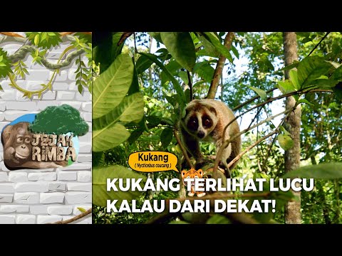 LUCU SEKALI! Kukang Hewan Yang Satu Ini Kalau Dilihat Dari Dekat | JEJAK RIMBA (2/2)