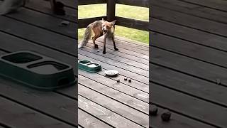 Two wild foxes eating on the deck. #wildlifegarden #fox