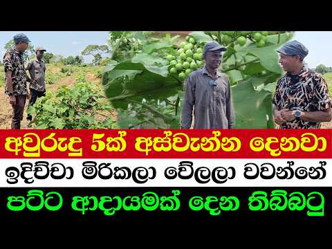 A Unique Crop That Yields for 5 Years!