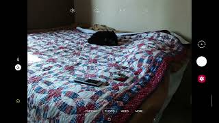 Cats Just Chilling