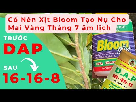 How to Create Special Yellow Apricot Buds | Fertilize with NPK 16-16-8 and organic fertilizer in ...