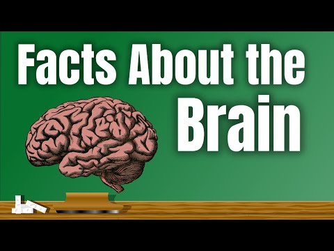 Facts About the Brain | Lesson Video