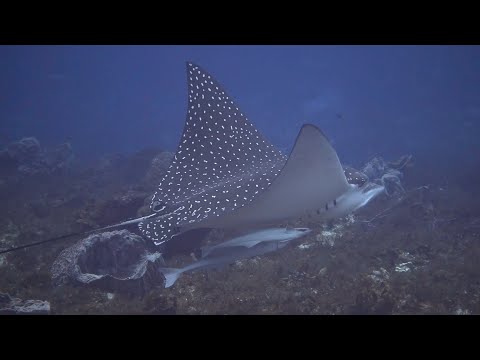 Scuba Diving with Deep Exposure Cozumel, Mexico