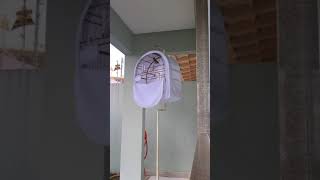 Pardo Imperador (Sacerdote x Turquesa Filha) Futuro Galador