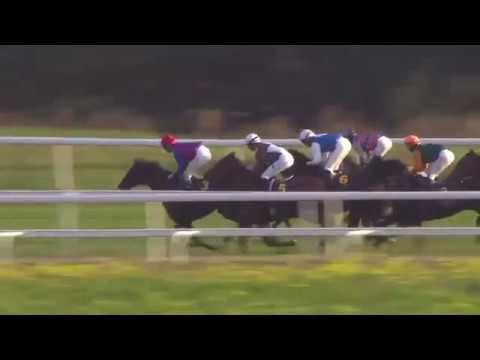 2017.09.24 Stockholm Cup International (SWE) - Dorcia