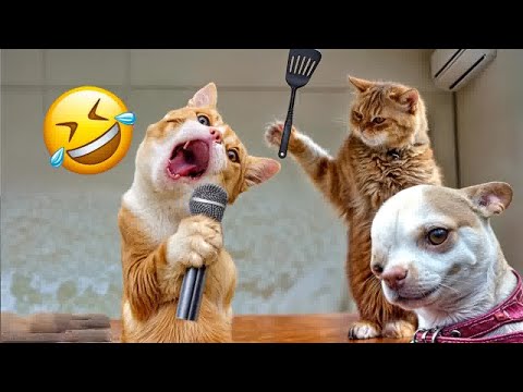 When a silly Cat becomes your best friend 🤣The funniest animals and pets 😼🐶
